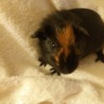 Boy guinea pig