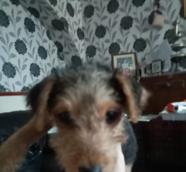 Pets  - Lakeland terrier black and tan boy 3-month old