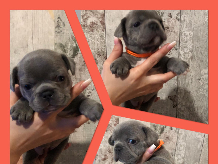 Beautiful ???? french bulldog puppies for sale 