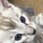 Pure Pedigree Bengal Kittens For Sale