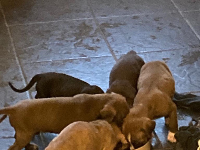 7 chunky mastiff x pups