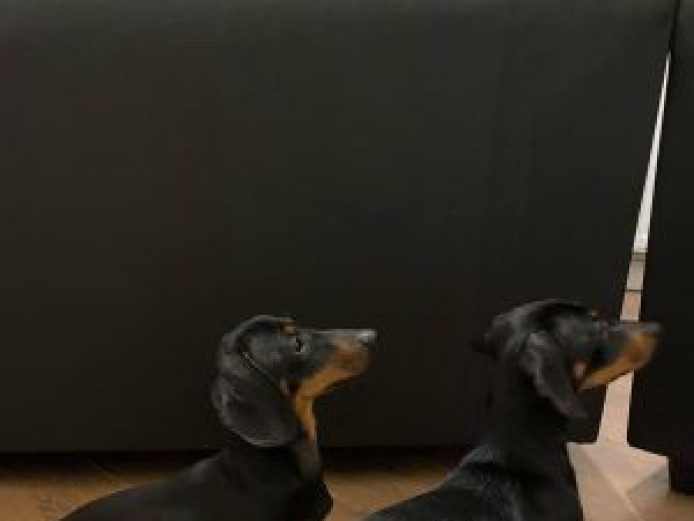 Miniature Dachshund Puppies For Sale.