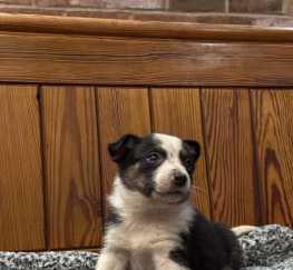 Pets  - Beautiful Border Collie puppies 