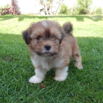 Adorable Lhasa Apso pup