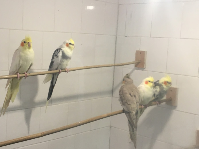 QUALITY Baby Cockatiel For Sale