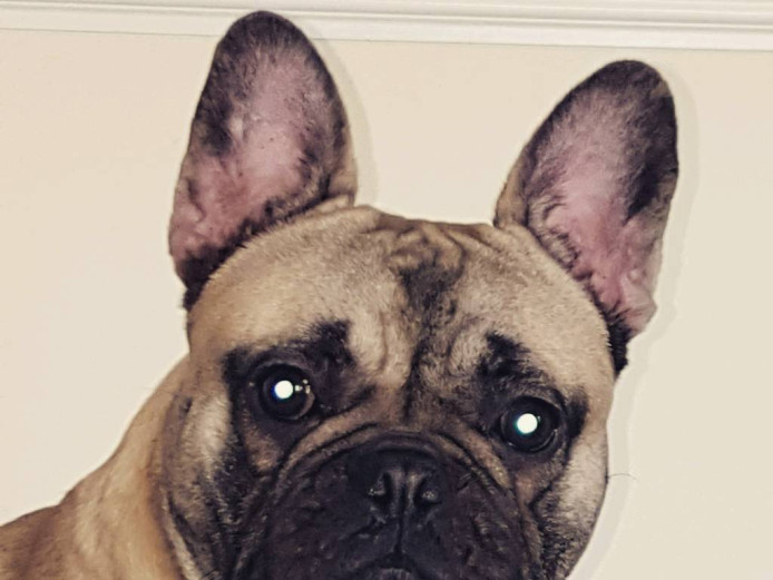 15 month old French bulldog