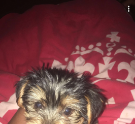 Yorkshire Terriers Puppies 