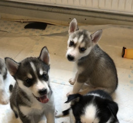 Pets  - PLANNED LITTER OF HUSKY PUPPIES