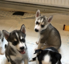 PLANNED LITTER OF HUSKY PUPPIES