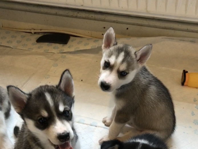 PLANNED LITTER OF HUSKY PUPPIES