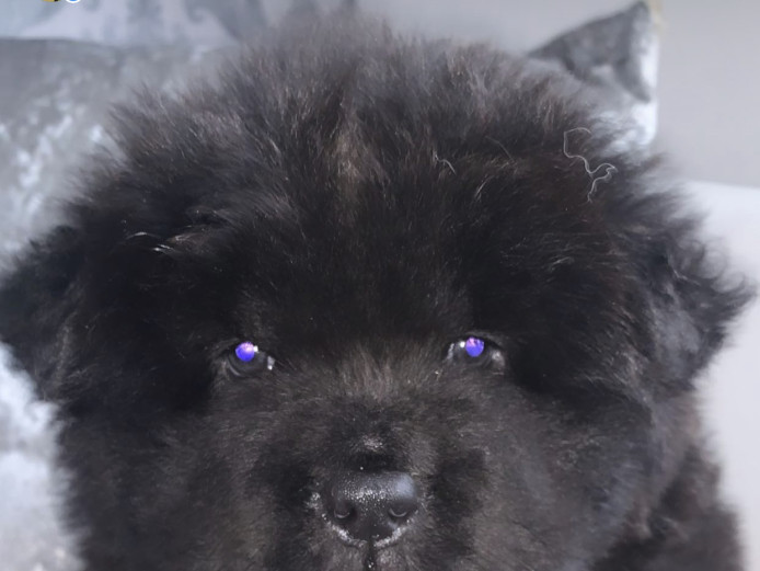 Black chow chows carrying chocolate,blue 
