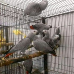 1 Year Talking Congo African Grey Parrots For Sale