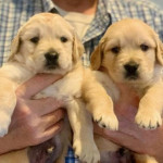 beautiful litter of golden retriever puppies