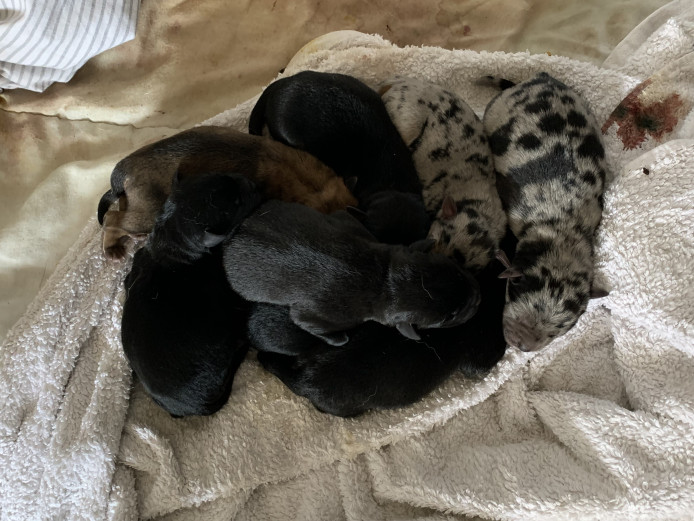 8 puppies for sale 
