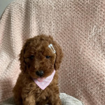 7 FOX RED MINIATURE POODLES