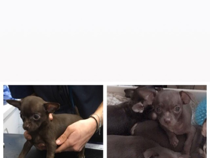 Tiny pedigree chocolate chihuahua puppies 