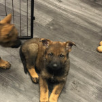 Sable pure bred German Sheperd Pups