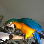 Speaks blue & gold macaw