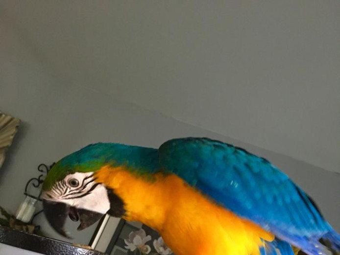 Speaks blue & gold macaw