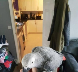 African grey parrot very tame inc cage n toys