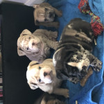 READY TO GO!!! Full Suit Rare Coloured Merle Bulldogs 