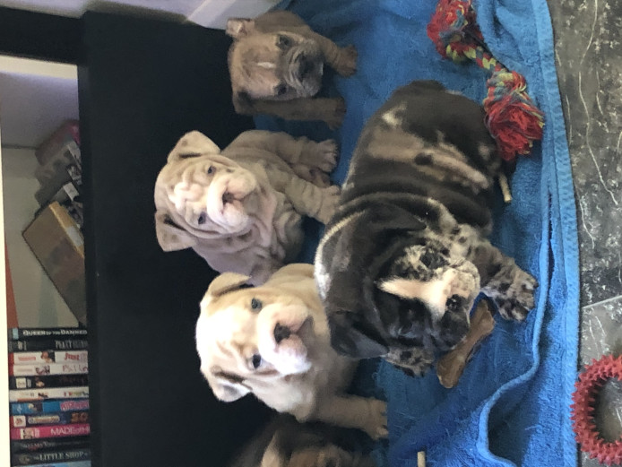 READY TO GO!!! Full Suit Rare Coloured Merle Bulldogs 