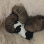 Rare colour terrier puppies 