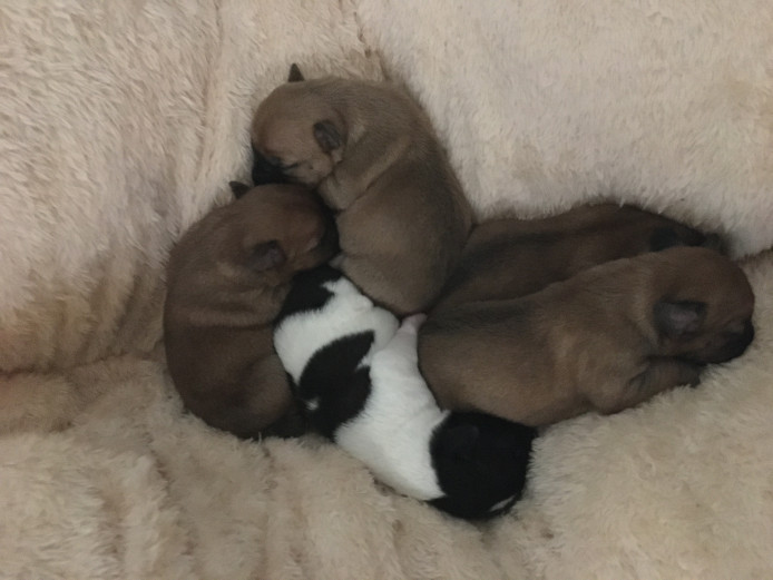 Rare colour terrier puppies 