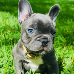 Cute French Bulldog Puppies for Adoption     