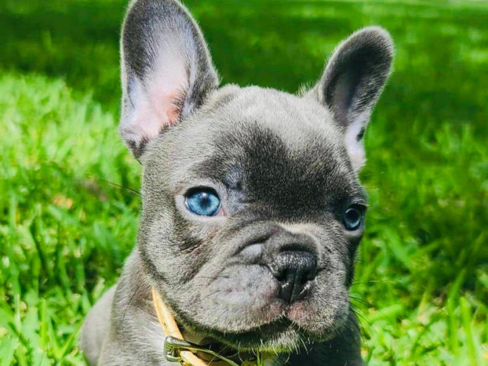 Cute French Bulldog Puppies for Adoption     
