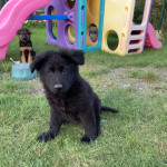 KC Registered German Shepherd puppies for sale 