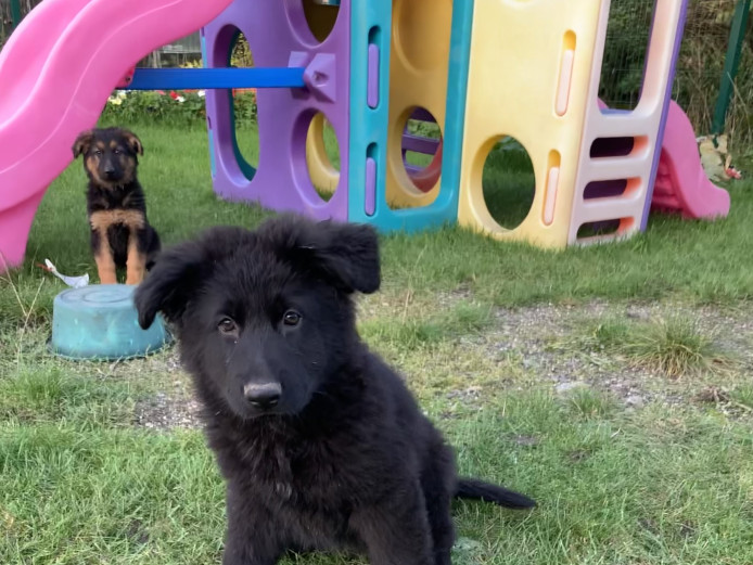 KC Registered German Shepherd puppies for sale 