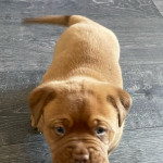 Adorable Kc Reg Dogue De Bordeaux Puppies For Sale