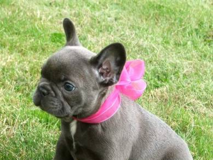 Marvelous French Bulldog Puppies 