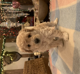 Pets  - STUNNING F1 BOLONOODLE PUPPIES AVAILABLE LONDON 