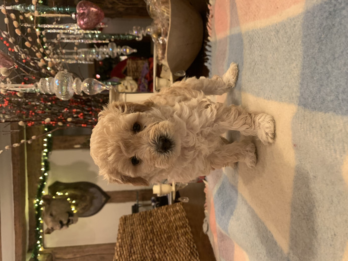 STUNNING F1 BOLONOODLE PUPPIES AVAILABLE LONDON 