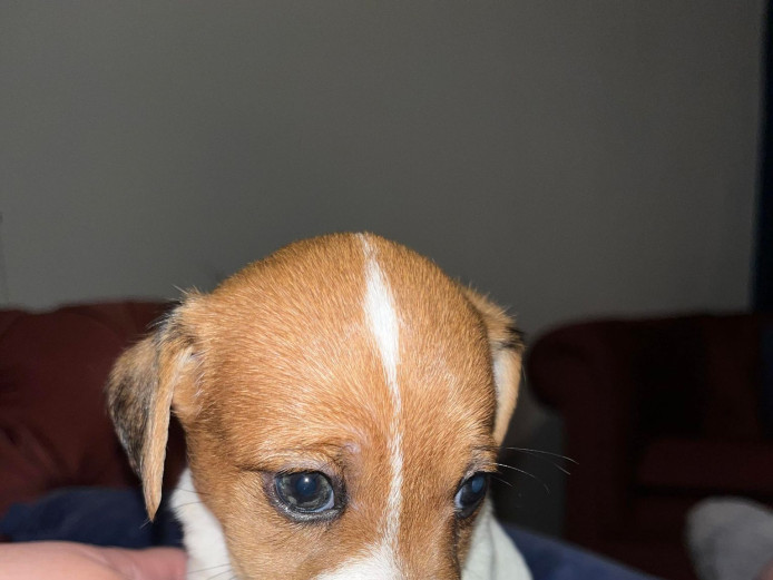 5 beautiful Jack Russell Terrier puppies
