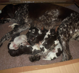 Pets  - German Shorthaired Pointer Pedigree Puppies for sale