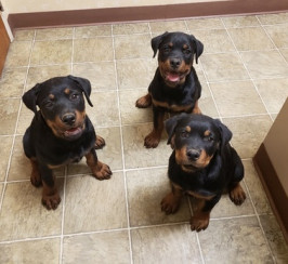 Highest Quality Rottweiler Puppies