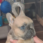 Stunning french Bulldogs outstanding bloodlines