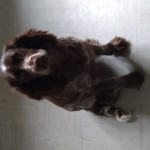 Beautiful chocolate roan Cocker spaniel pup for sale