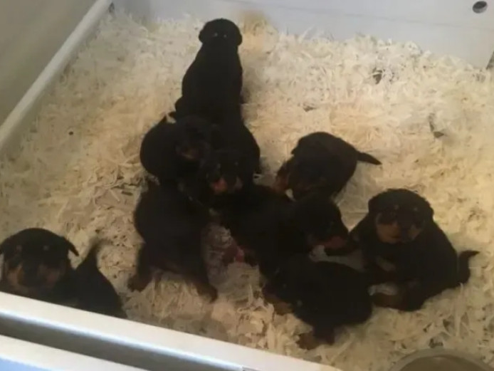 Beautiful chunky Rottweiler puppies