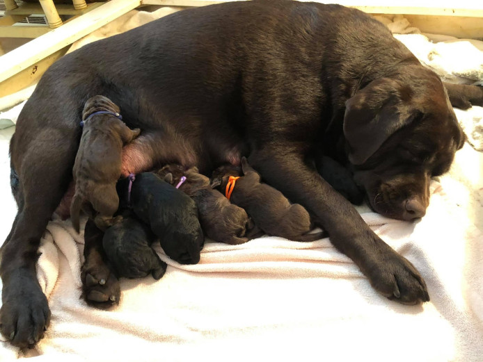 stunning litter of chocolate and black Labrador puppies