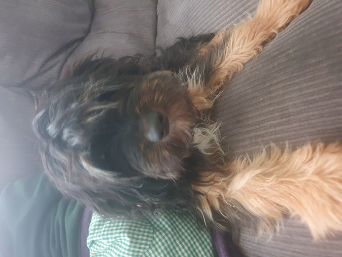 9 month old cockapoo