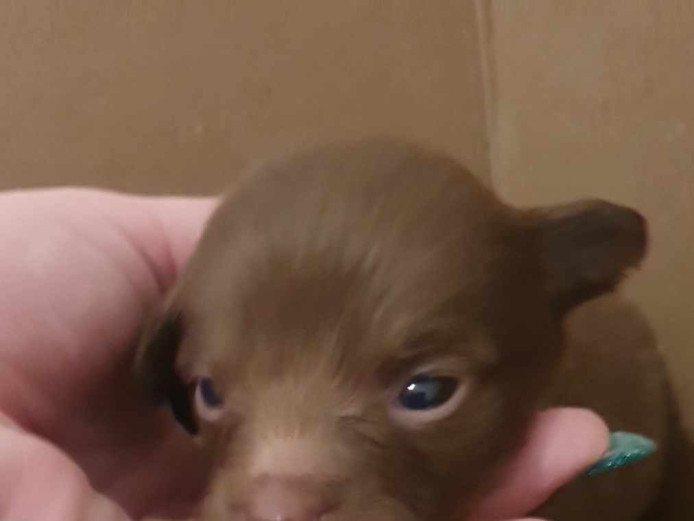 Pomchi puppies ???? 3 males and 1 female available 