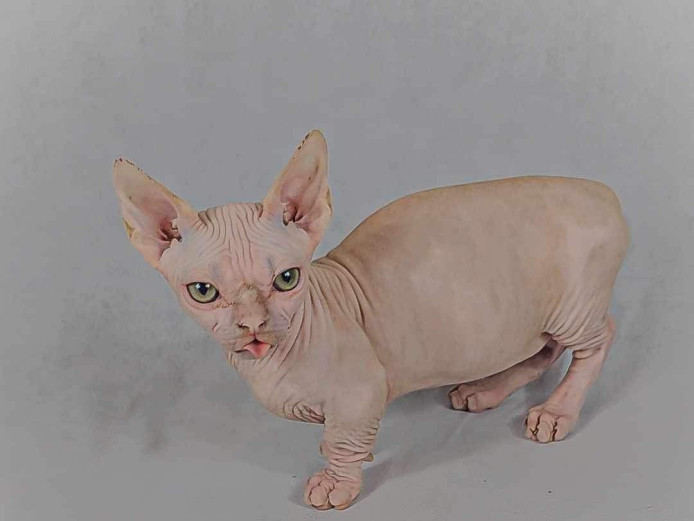 Sell bambino and Sphynx and Elf males 