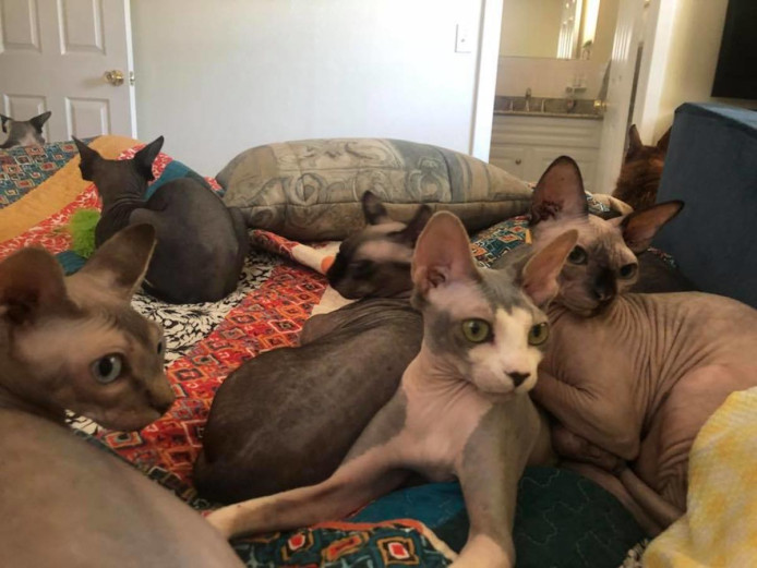 Playful And Affectionate Sphynx Kittens For Sale