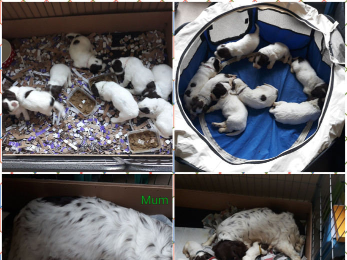 Spaniel puppies for sale 