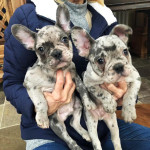 Amazing RARE BLUE MERLES French Bulldog Puppies For Sale