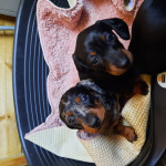 Beutiful miniature dachshund  puppies